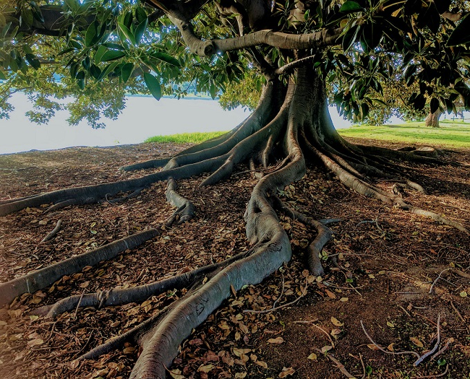 7 REASONS TO CALL AN ARBORIST