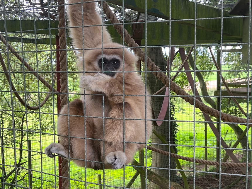 THINGS TO DO IN NORFOLK | THRIGBY HALL WILDLIFE GARDENS