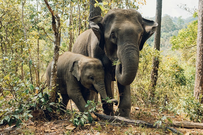 TOP 10 FAMILY FRIENDLY SAFARIS TO VISIT IN 2024
